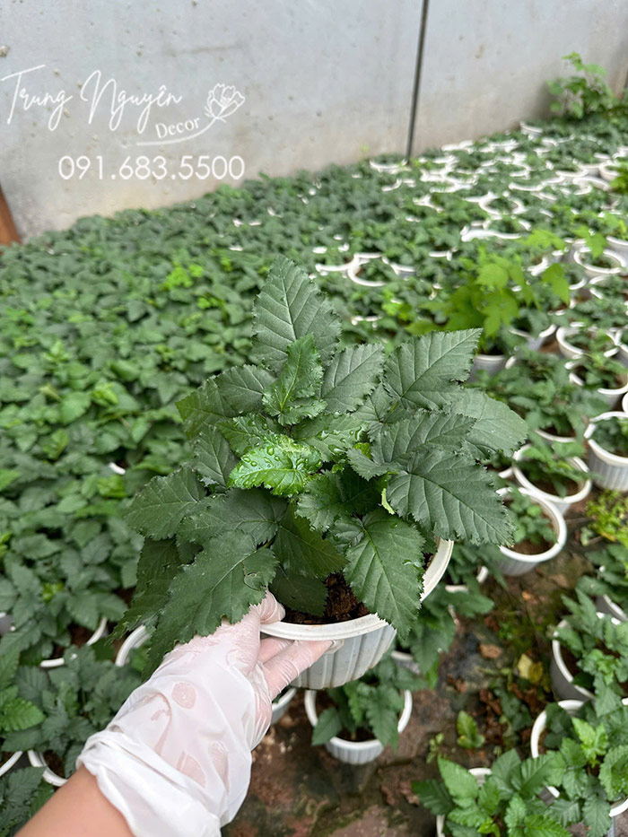 Cây Mâm Xôi Đỏ Đen