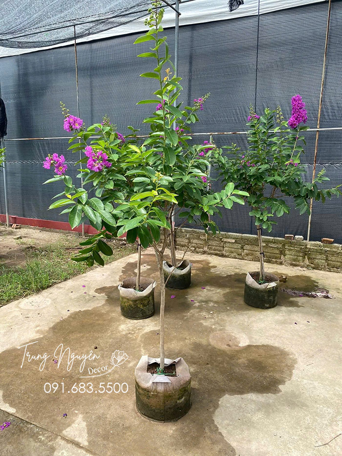 Cây Bằng Lăng Tím Thái