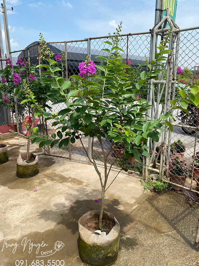 Cây Bằng Lăng Tím Thái