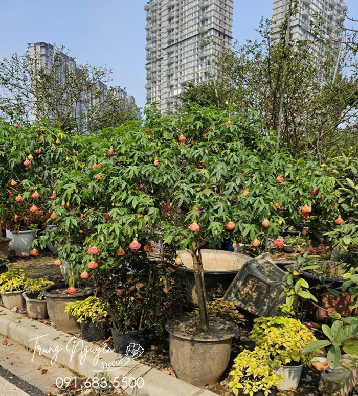 Cây Bụp Lồng Đèn