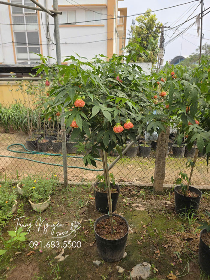 Cây Bụp Lồng Đèn