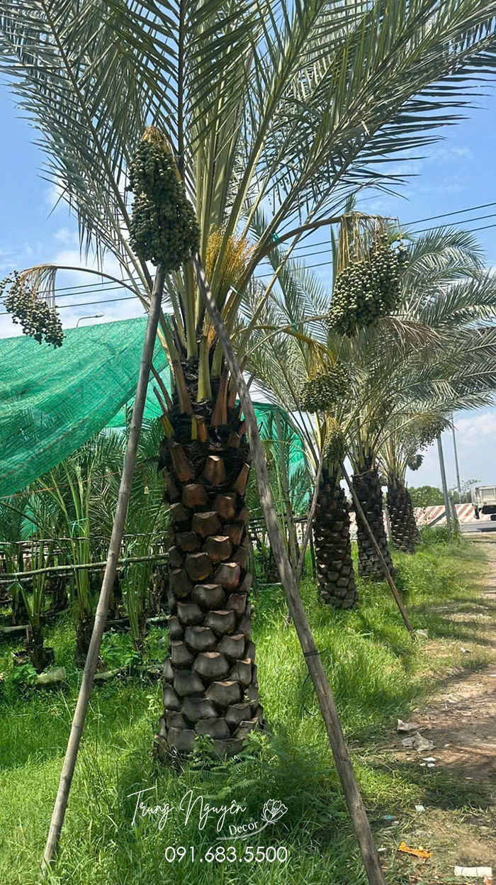 Cây Chà Là Ăn Quả
