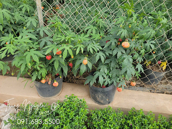 Cây Bụp Lồng Đèn
