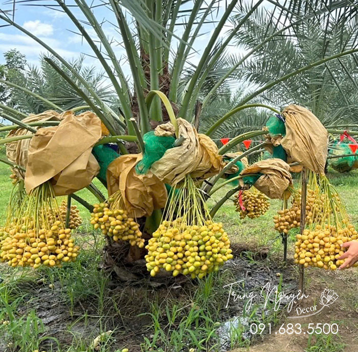 Cây Chà Là Ăn Quả