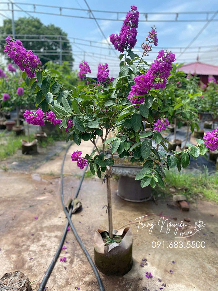 Cây Bằng Lăng Tím Thái
