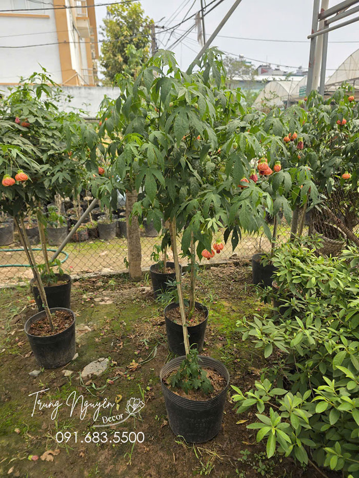 Cây Bụp Lồng Đèn
