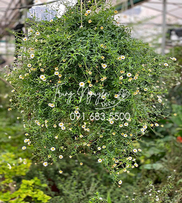 Cây Hoa Cúc Daisy