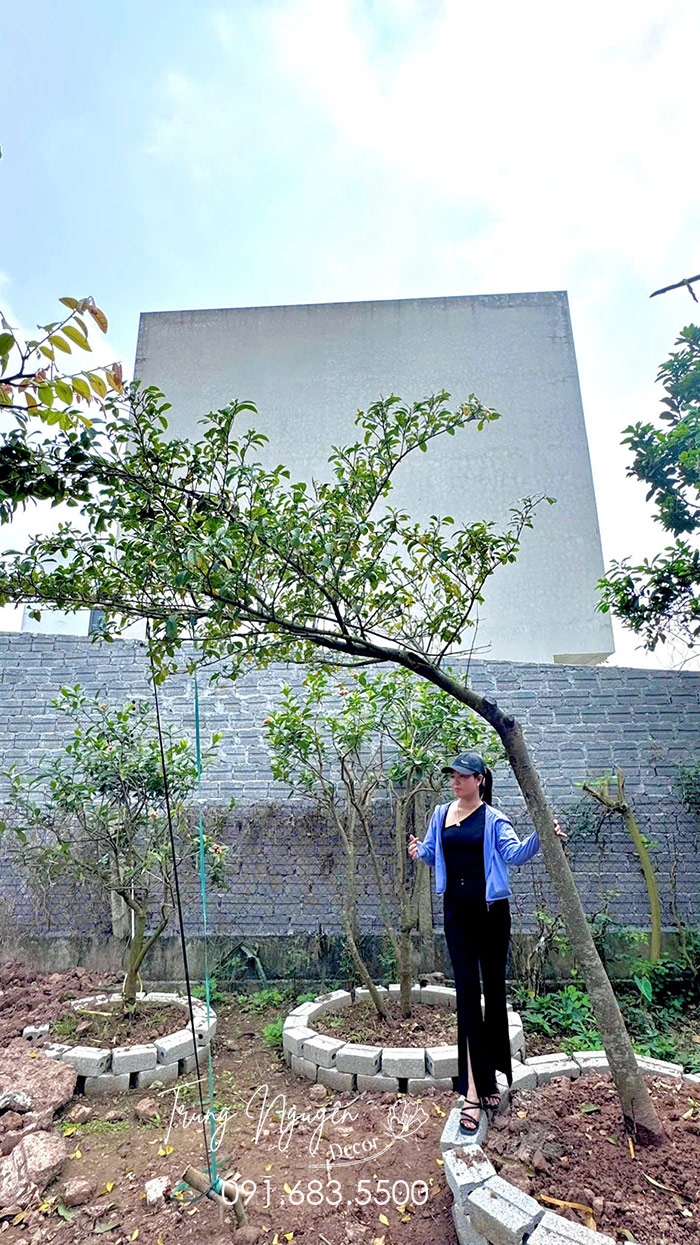 Cây Chay Ăn Quả