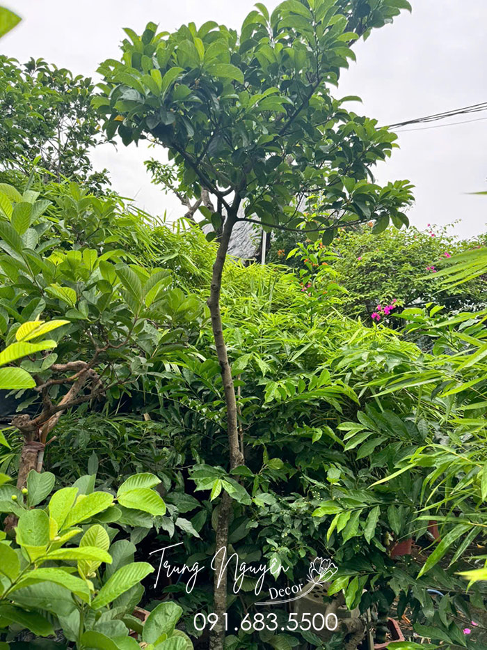Cây Chay Ăn Quả