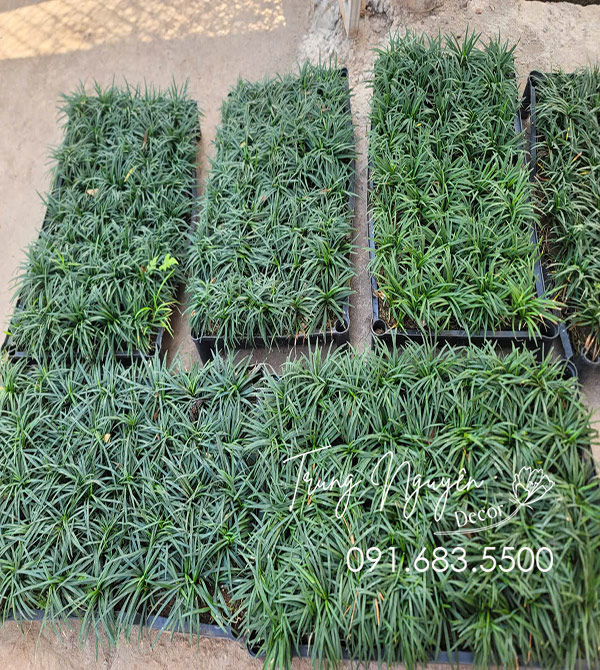 Cây Cỏ Gấu Mỹ - Cỏ Mono