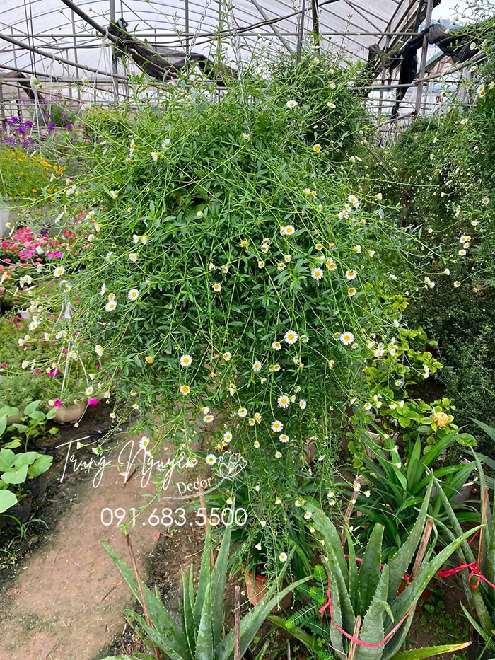 ban-cay-cuc-daisy-chat-luong-nhieu-hoa