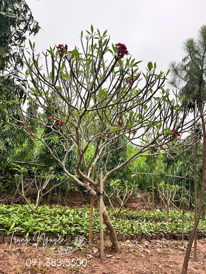 Cây Hoa Đại Đỏ