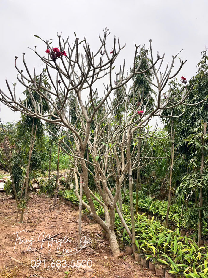Cây Hoa Đại Đỏ