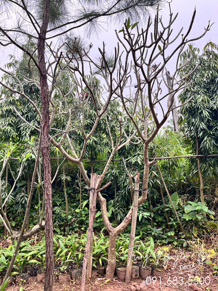 Cây Hoa Đại Đỏ