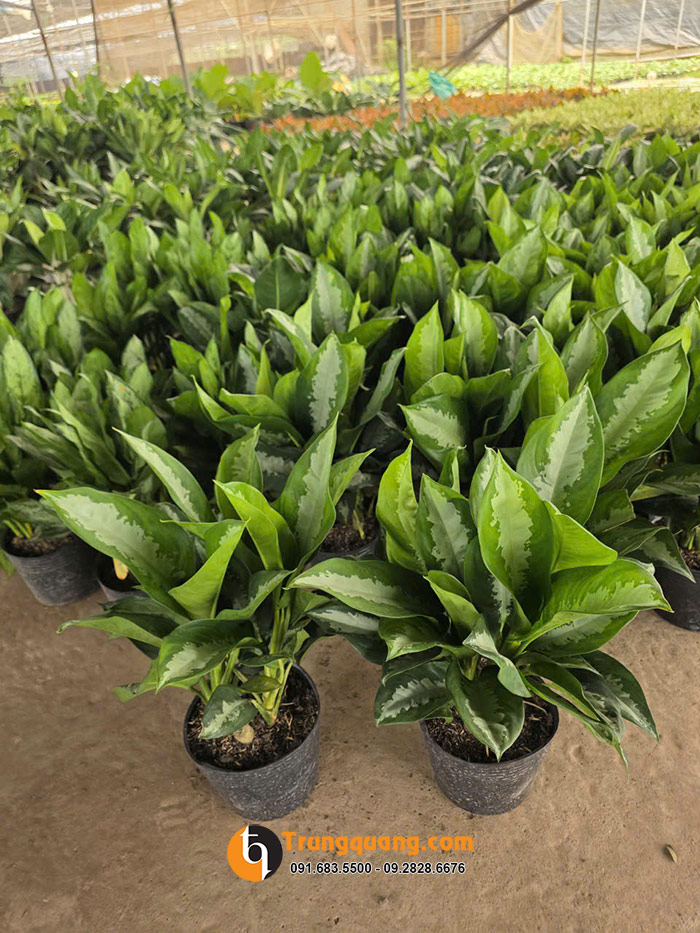 ban-cay-hoa-hau-la-dep-khong-sau