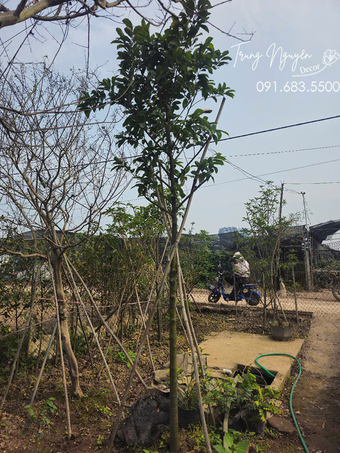 Cây Chay Ăn Quả