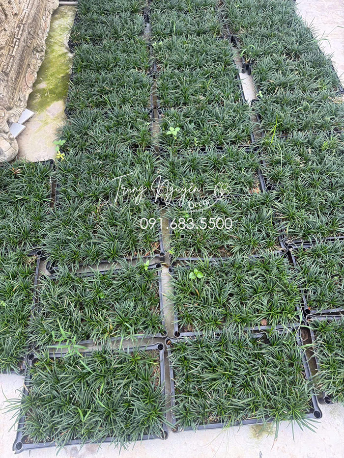 Cây Cỏ Gấu Mỹ - Cỏ Mono