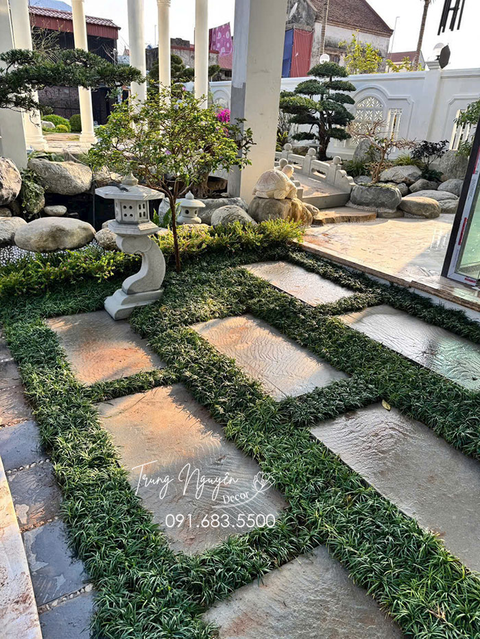 Cây Cỏ Gấu Mỹ - Cỏ Mono