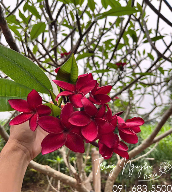 Cây Hoa Đại Đỏ