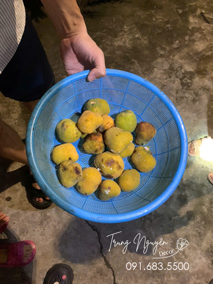 Cây Chay Ăn Quả