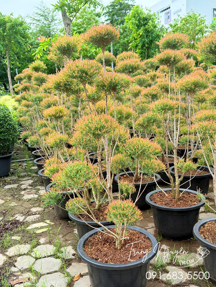Cây Liễu Thái Đỏ