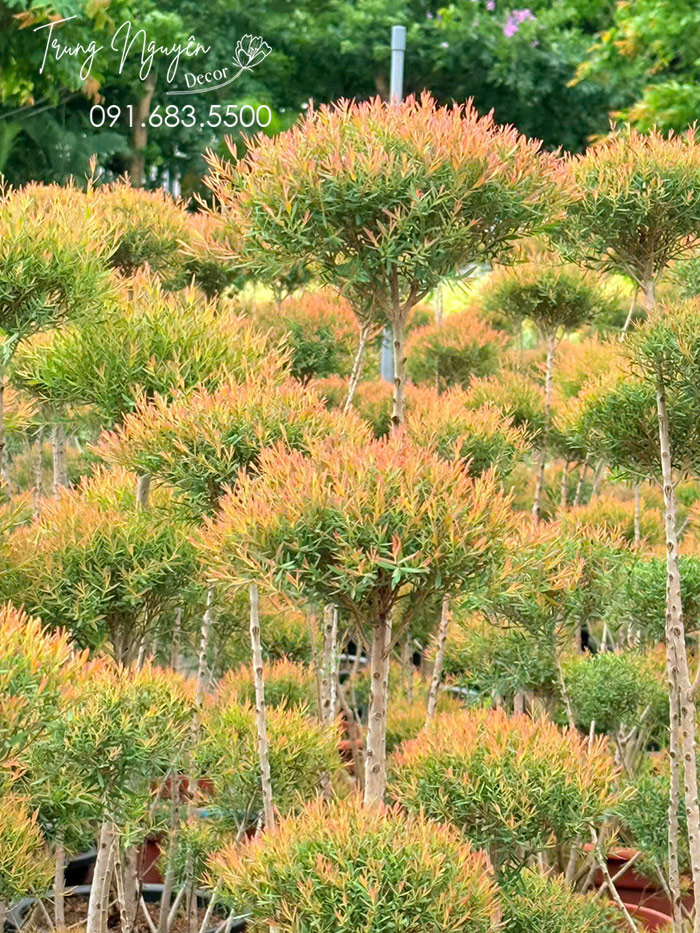 Cây Liễu Thái Đỏ