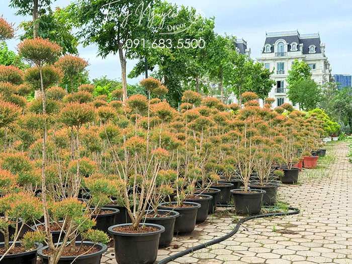 Cây Liễu Thái Đỏ
