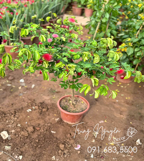 Cây Kiều Hùng - Diệp Lào