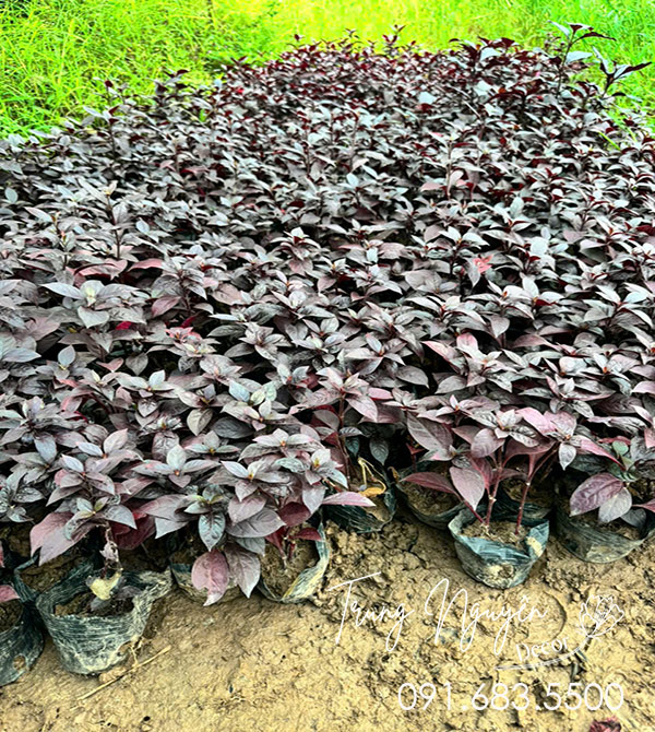 Cây Mắt Nai Tím