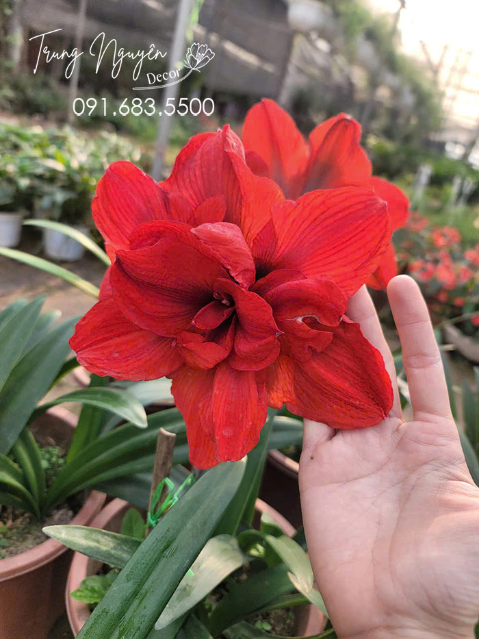 Cây Hoa Loa Kèn Đỏ