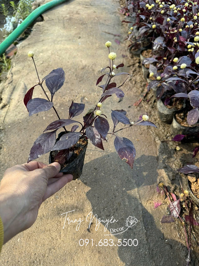 Cây Mắt Nai Tím
