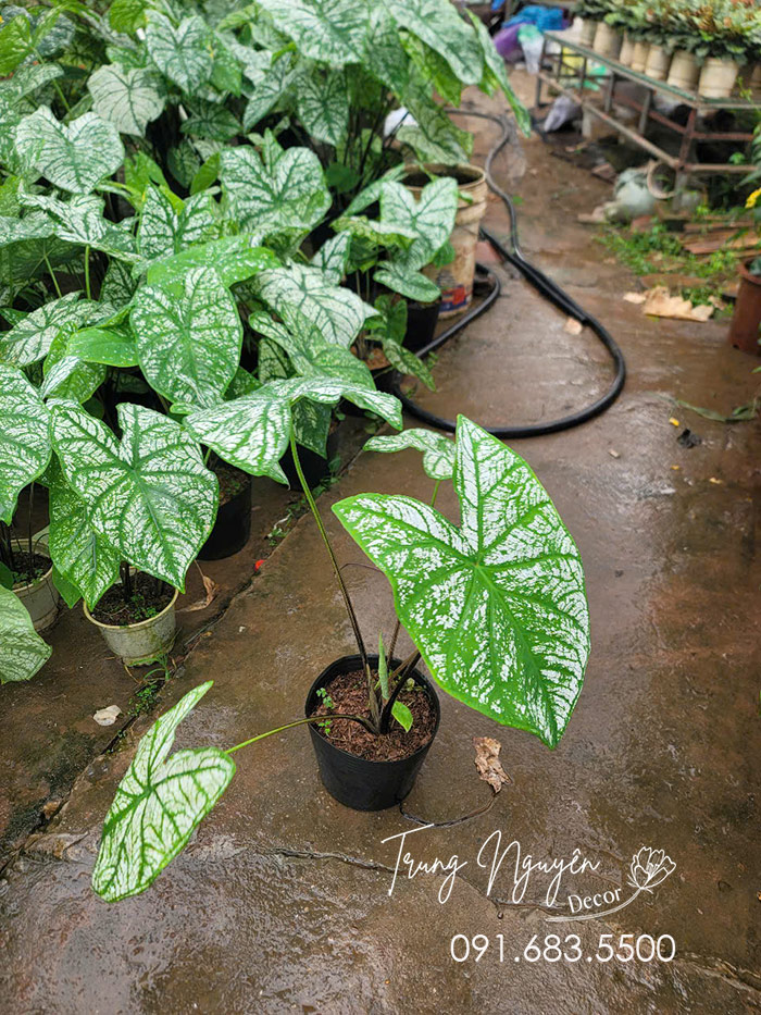 Cây Môn Trắng - Lá Khoai