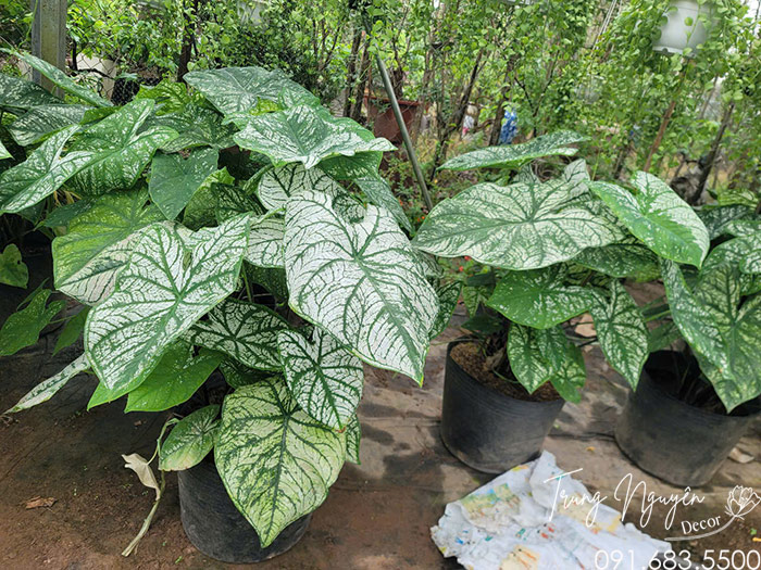 Cây Môn Trắng - Lá Khoai