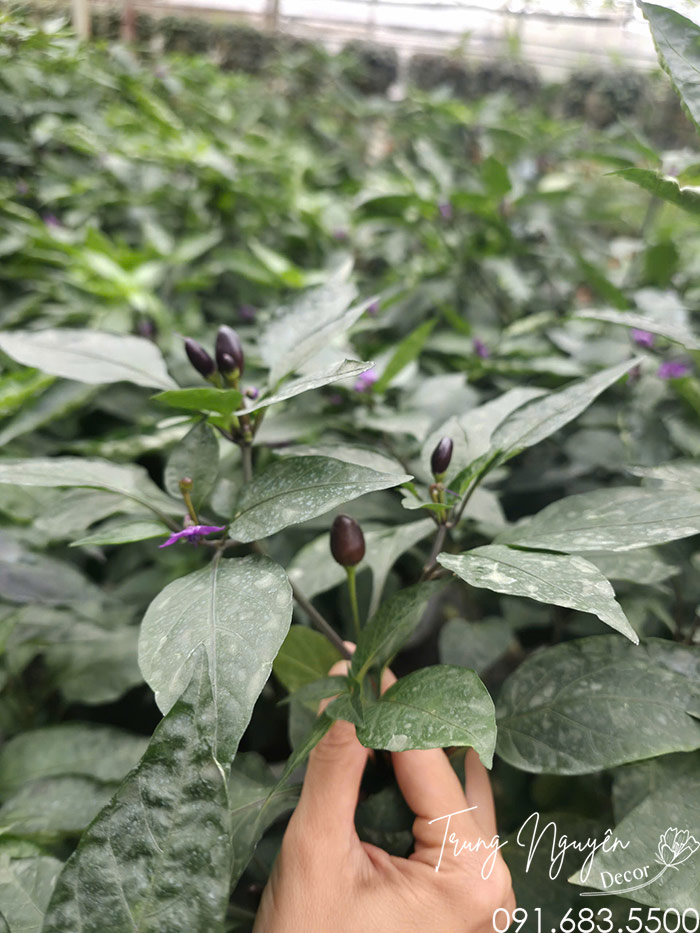 Cây Ớt Quả Tím