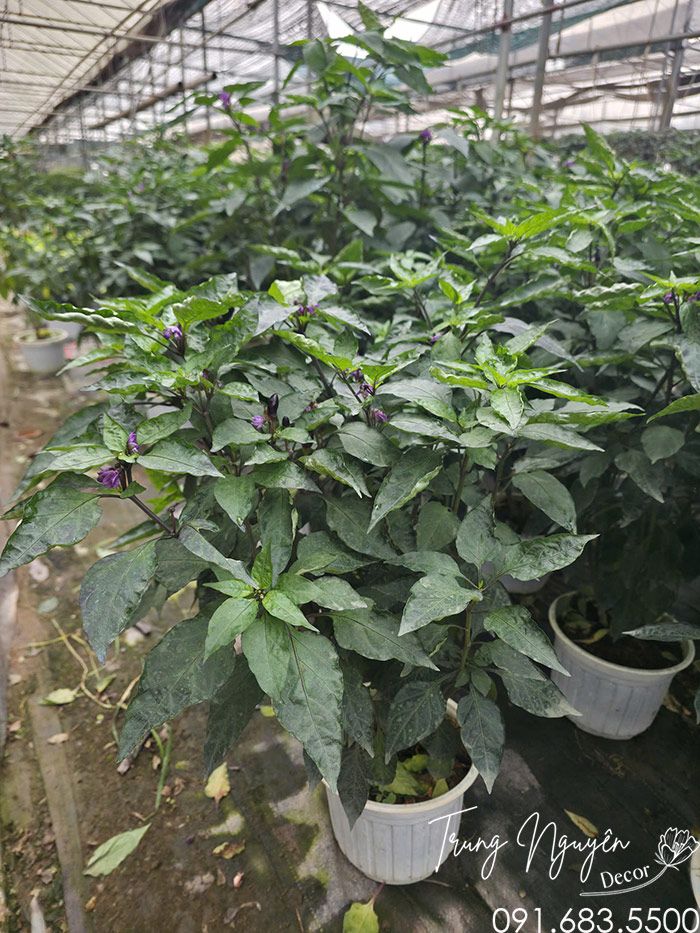 Cây Ớt Quả Tím