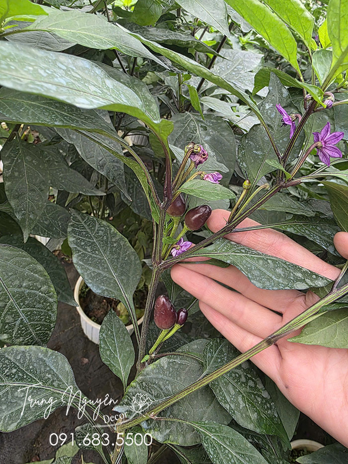 Cây Ớt Quả Tím