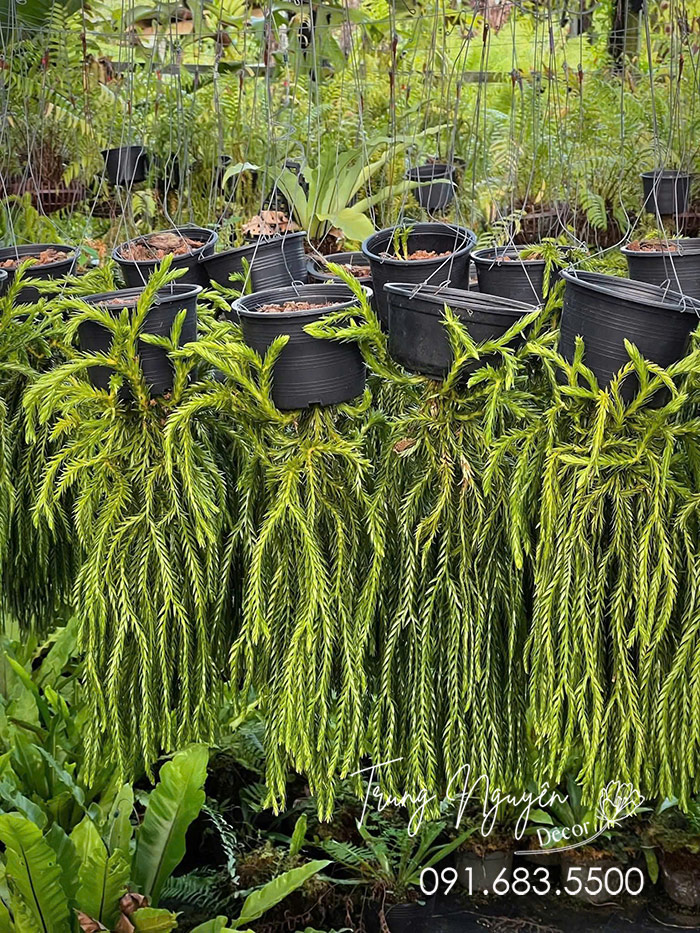 Cây Râu Rồng Thái