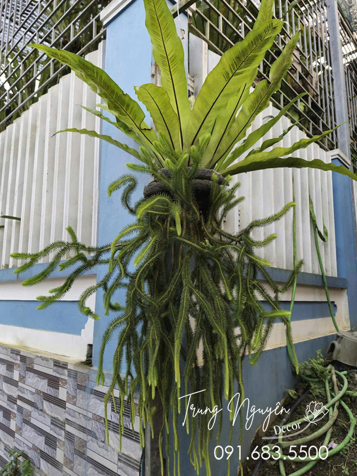 Cây Râu Rồng Thái