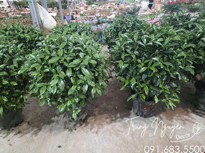 Cây Thần Tài