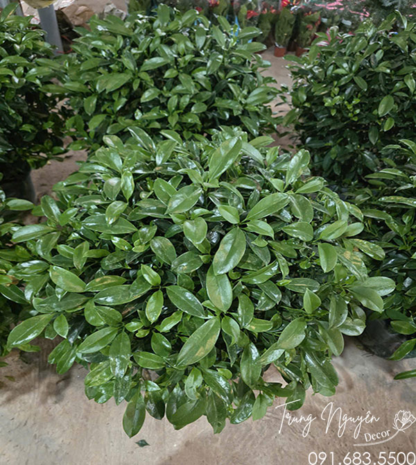 Cây Thần Tài