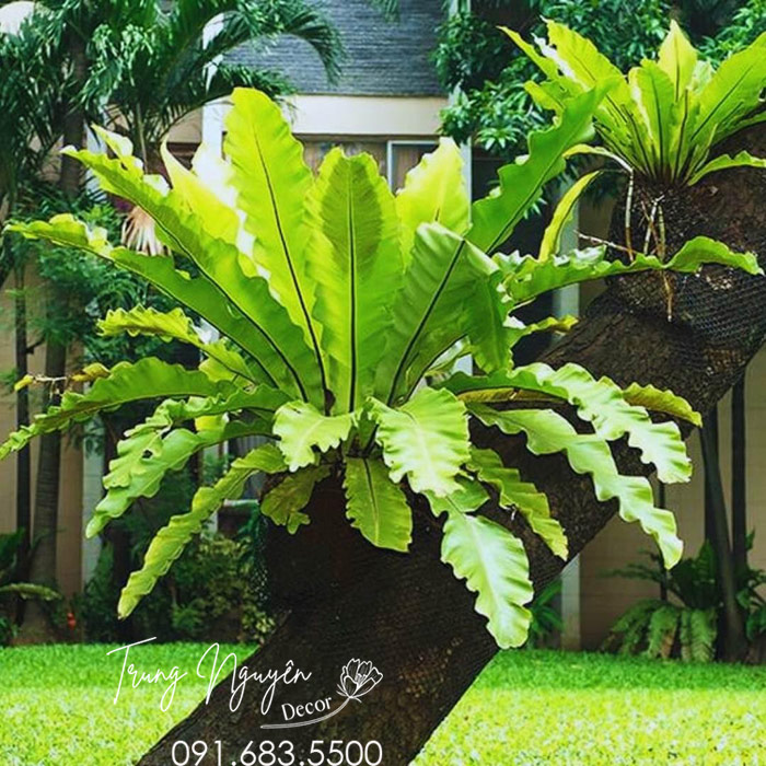 Cây Tổ Quạ - Tổ Phụng