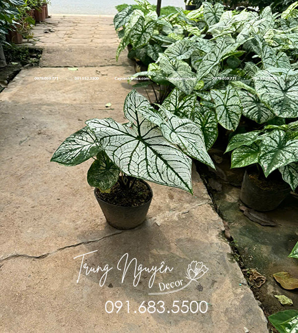 Cây Môn Trắng - Lá Khoai