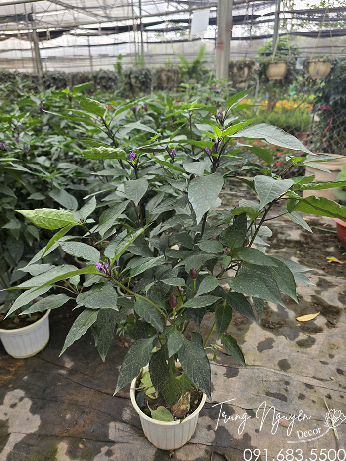 Cây Ớt Quả Tím