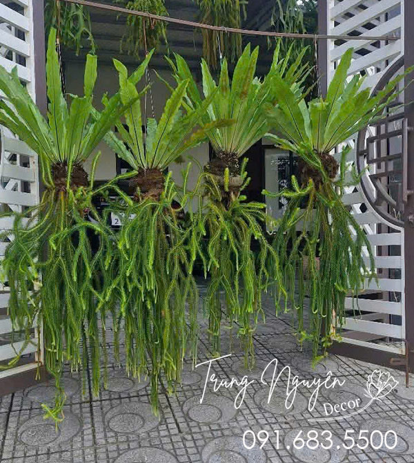 Cây Râu Rồng Thái