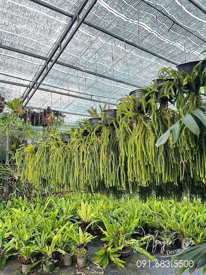Cây Râu Rồng Thái