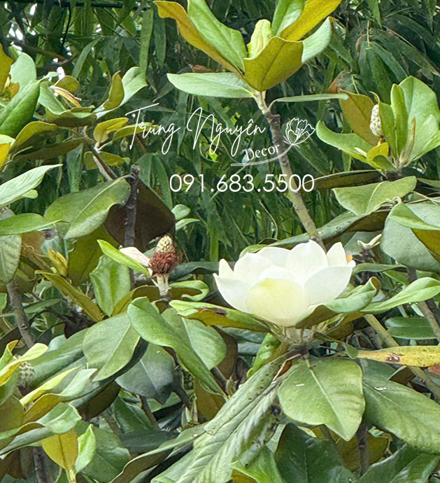Cây Sen Đất