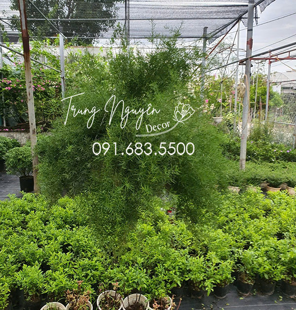 Cây Thiên Môn Đông