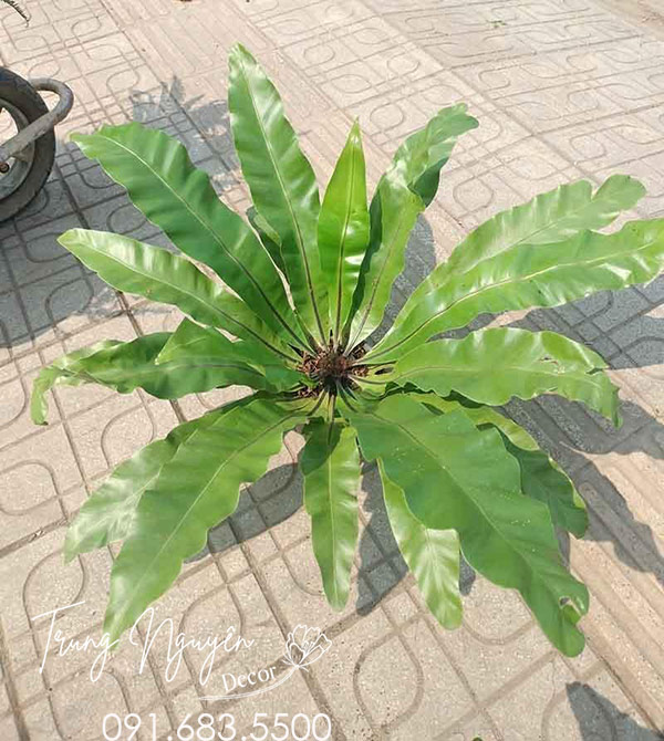 Cây Tổ Quạ - Tổ Phụng
