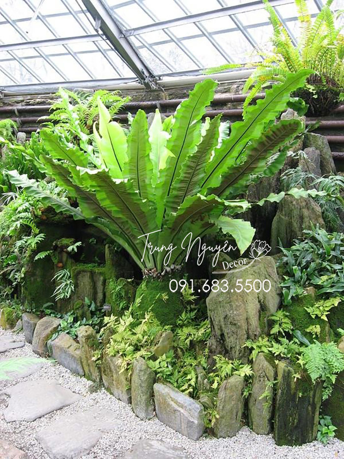 Cây Tổ Quạ - Tổ Phụng
