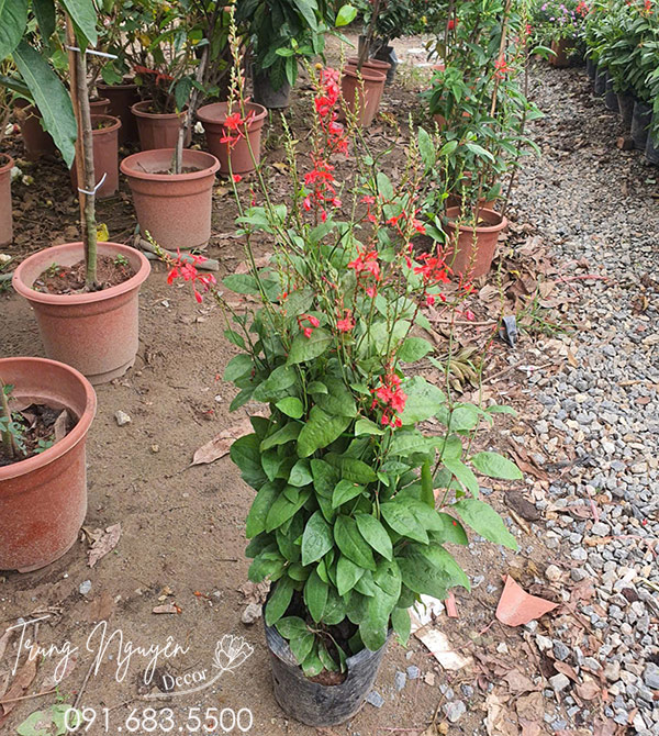 Cây Xích Hồng Trà